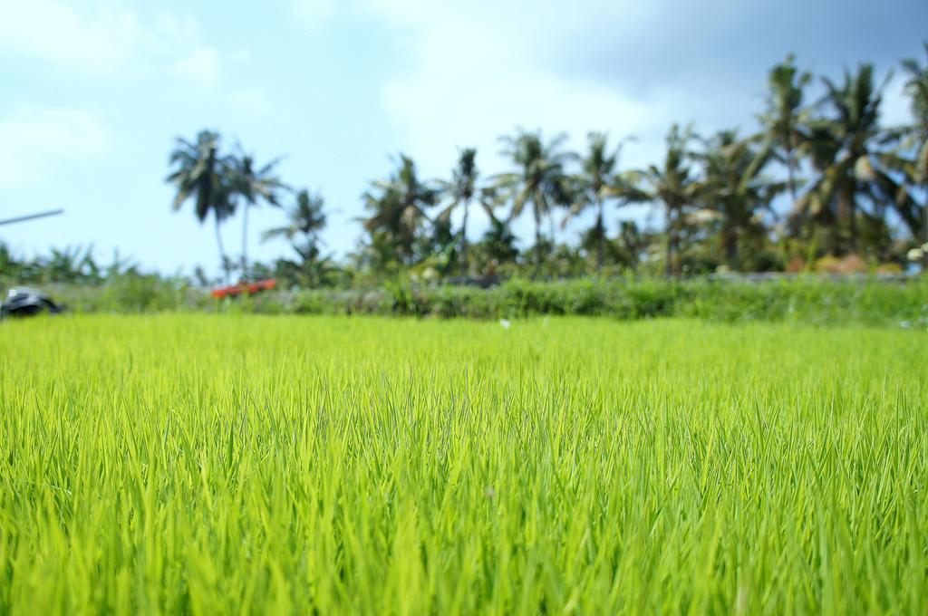 Barn N Bunk Hotel กีอันยาร์ ภายนอก รูปภาพ